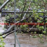 copac-căzut-în-cartierul-primarului-Nicolae-Robu10