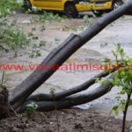 copac căzut în cartierul primarului – Nicolae Robu11