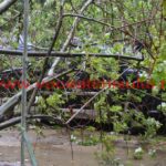 copac căzut în cartierul primarului – Nicolae Robu12