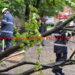 copac căzut în cartierul primarului – Nicolae Robu15