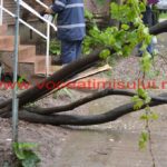 copac căzut în cartierul primarului – Nicolae Robu16