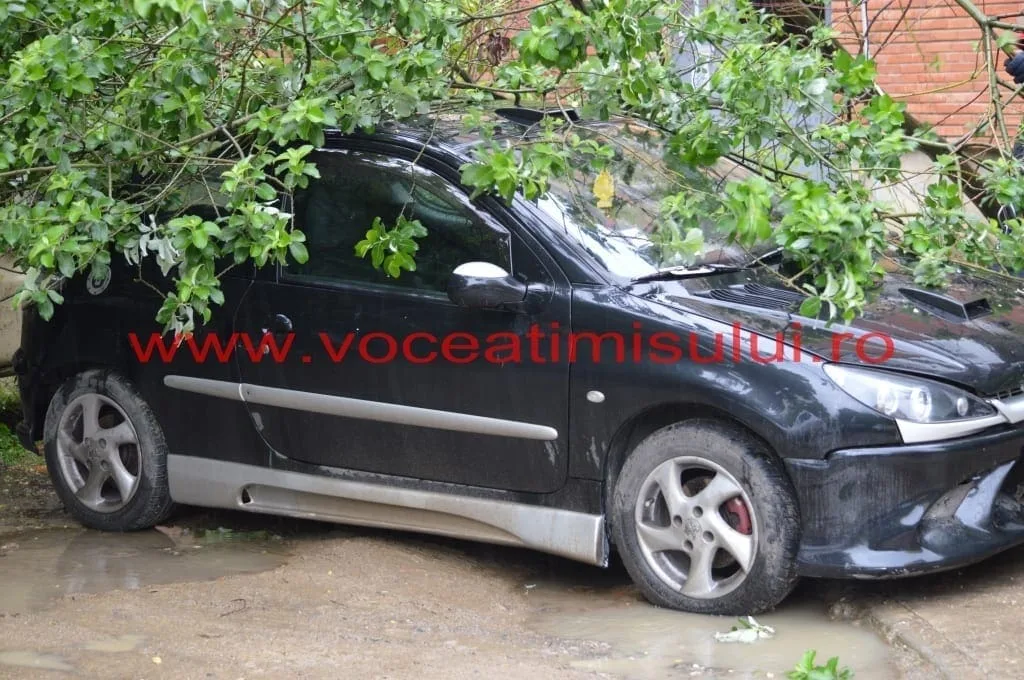 copac-căzut-în-cartierul-primarului-Nicolae-Robu17