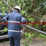 copac căzut în cartierul primarului – Nicolae Robu23