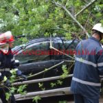 copac căzut în cartierul primarului – Nicolae Robu24