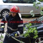 copac căzut în cartierul primarului – Nicolae Robu25