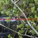 copac-căzut-în-cartierul-primarului-Nicolae-Robu27