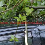 copac căzut în cartierul primarului – Nicolae Robu28
