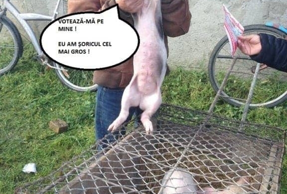 Povestea celor trei purceluşi eurocampioni