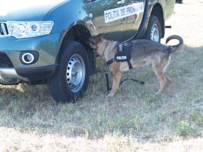 Obena, câinele de serviciu de la frontieră, a descoperit o maşină burduşită cu ţigări ok5