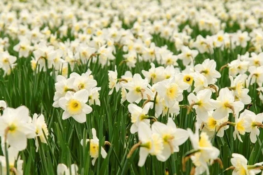 Pajiştea cu narcise de la Băteşti, locul de poveste unde florile cresc inexplicabil