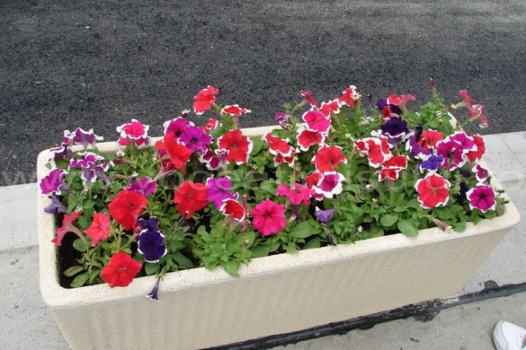 E ȘTIUT faptul că Poliția Locală ”veghează” pe Michelangelo, dar ”PROȘTII” rup florile din jardiniere FOTO