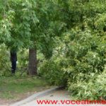 Un copac care a căzut pe strada Mangalia, la un pas să OMOARE un copil#02