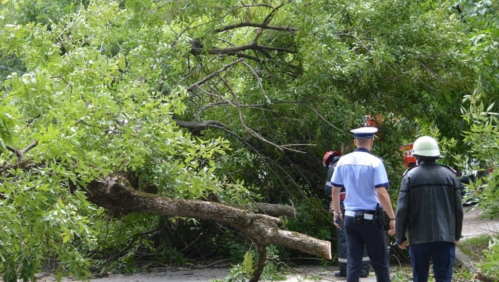 Un-copac-care-a-căzut-pe-strada-Mangalia-la-un-pas-să-OMOARE-un-copil05