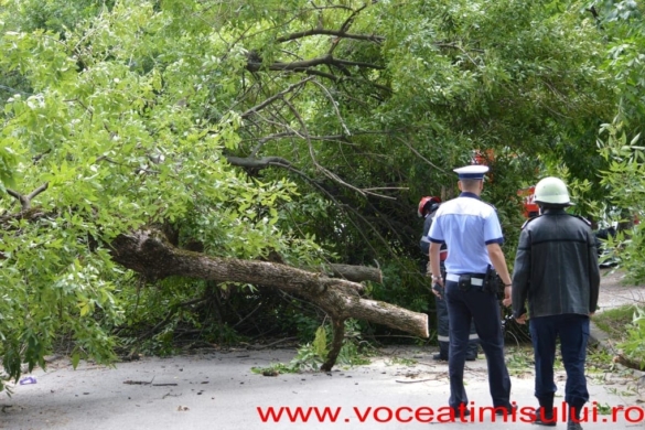 Un copac care a căzut pe strada Mangalia, la un pas să OMOARE un copil FOTO/VIDEO