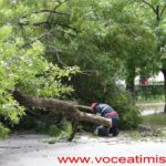 Un copac care a căzut pe strada Mangalia, la un pas să OMOARE un copil#06