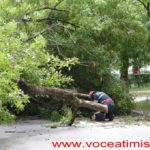 Un copac care a căzut pe strada Mangalia, la un pas să OMOARE un copil#07