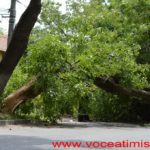 Un copac care a căzut pe strada Mangalia, la un pas să OMOARE un copil#09