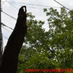 Un copac care a căzut pe strada Mangalia, la un pas să OMOARE un copil#11
