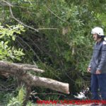Un copac care a căzut pe strada Mangalia, la un pas să OMOARE un copil#14