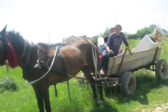 Au FURAT 70 de kilograme de fier vechi de la Teremia Mare, cu căruța. Polițiștii i-au prins ”în trafic”