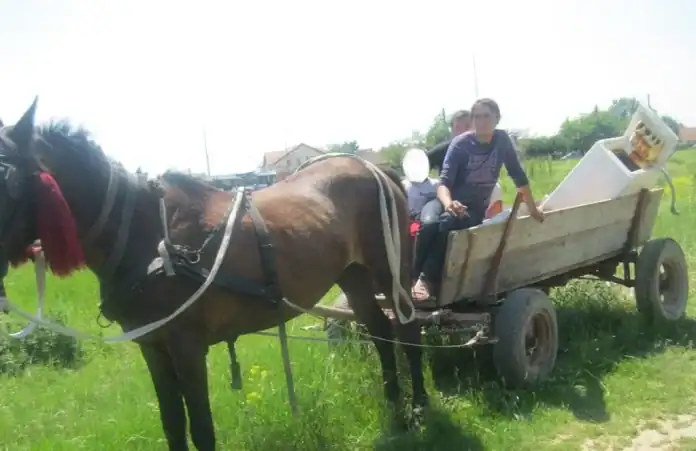 Au FURAT 70 de kilograme de fier vechi de la Teremia Mare, cu căruța. Polițiștii i-au prins ”în trafic”