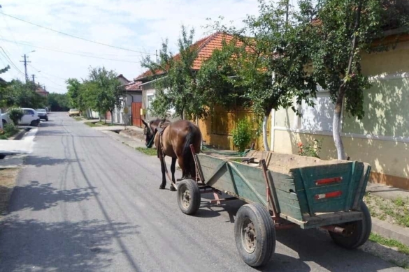 Căruțele au împânzit Timișoara. Poliția Locală sancționează ”șoferii” de vehicule trase de cai FOTO