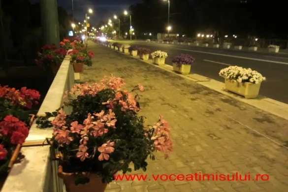 Femeie de 53 de ani, prinsă de polițiștii locali din Timișoara în timp ce smulgea florile din jardinierele de pe Podul Michelangelo