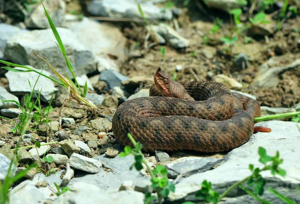 vipera cu corn vipera cu corn