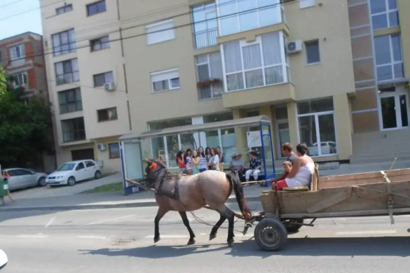 Căruțașii ”debusolați” au fost amendați de Poliția Locală. Accesul cu căruțe este INTEZIS în Timișoara FOTO