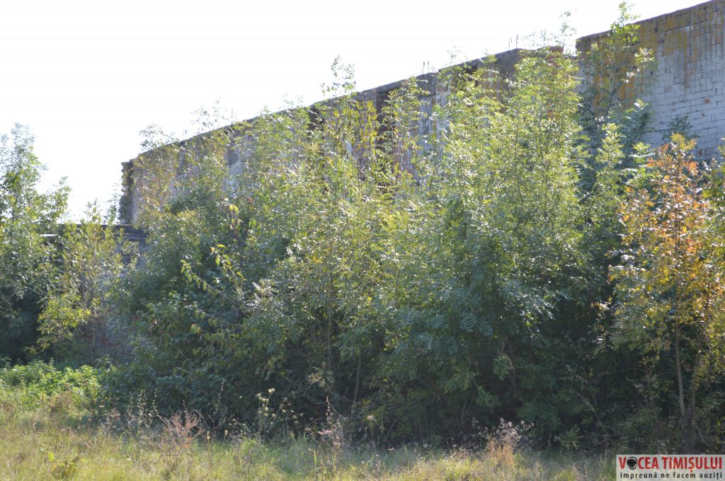 Căminul-Cultural-din-Stamora-Română10