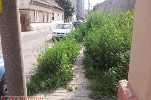 Amenzi pentru timișorenii care și-au lăsat terenurile nesalubrizate! Informați Poliția Locală dacă vedeți astfel de FOCARE de infecție FOTO