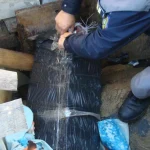 tigari politia de frontiera jpg