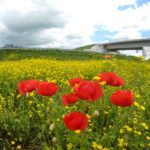autostrada Timisoara Lugoj la Sanovita 06