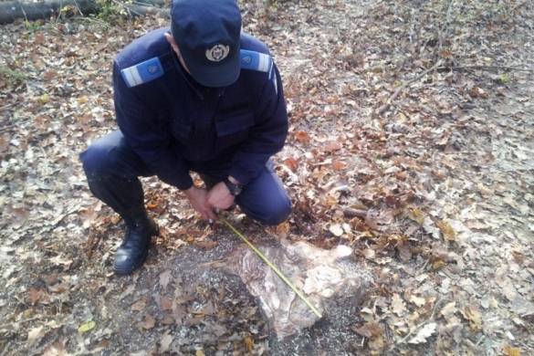 Prinși la DEFRIȘAT, în zona Ana Lugojana! Ce măsuri au luat jandarmii Grupării Mobile din Timișoara