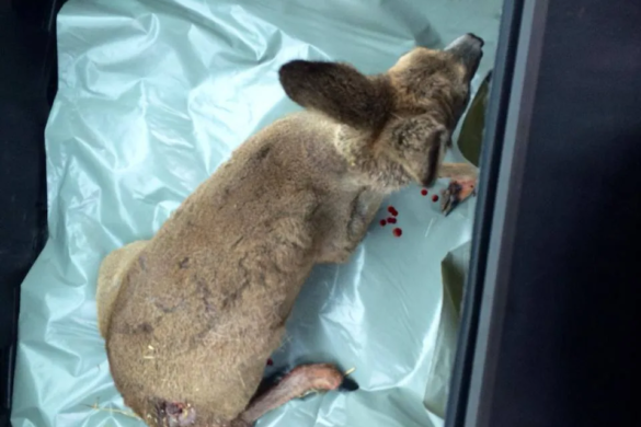 A găsit o căprioară rănită în Pădurea Verde și s-a dus cu ea la veterinarul de la ZOO. A rămas ȘOCAT de motivul pentru care medicul a stat indiferent!