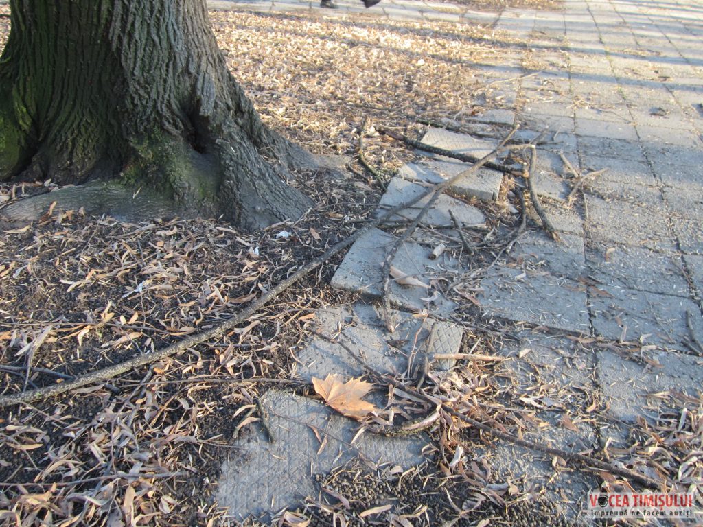 Parcul Civic din centrul Timisoarei plin de crengi rupte 1 Parcul Civic din centrul Timisoarei plin de crengi rupte 1