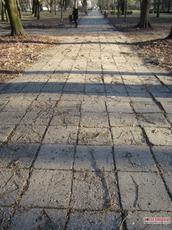 Parcul Civic din centrul Timisoarei plin de crengi rupte 2 Parcul Civic din centrul Timisoarei plin de crengi rupte 2