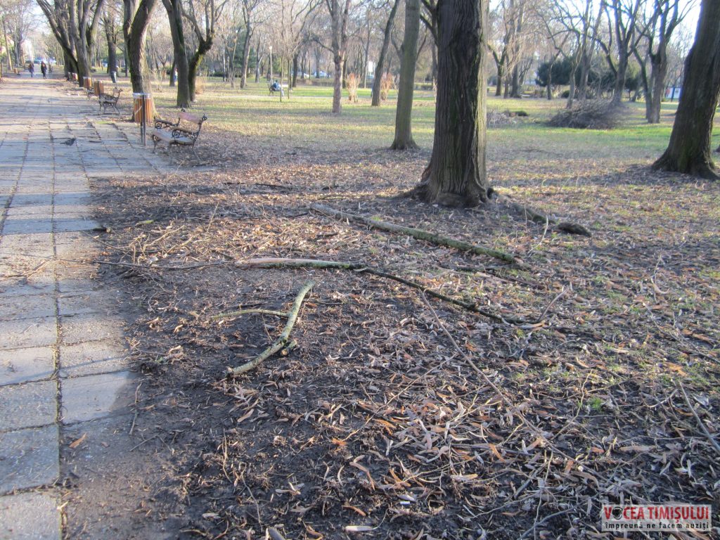 Parcul Civic din centrul Timisoarei plin de crengi rupte 3 Parcul Civic din centrul Timisoarei plin de crengi rupte 3