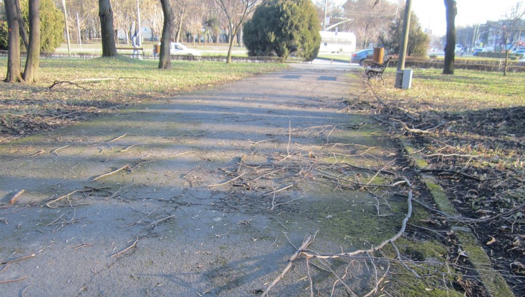 Parcul-Civic-din-centrul-Timisoarei-plin-de-crengi-rupte-4