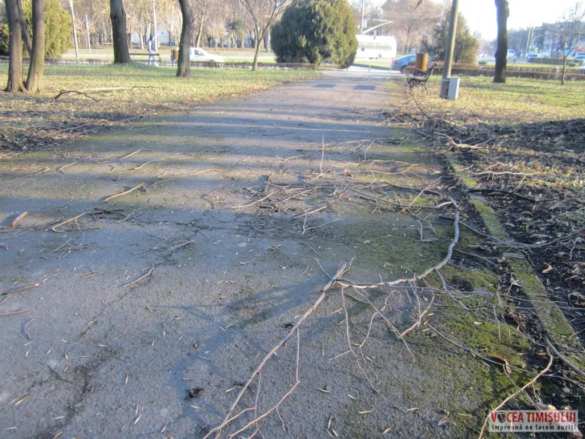 Parcul Civic din centrul Timisoarei plin de crengi rupte 4 jpg Parcul Civic din centrul Timisoarei plin de crengi rupte 4 jpg