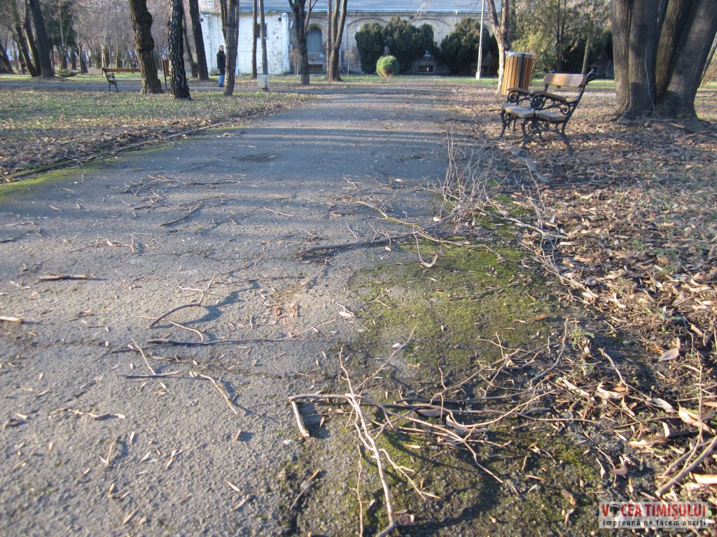 Parcul Civic din centrul Timisoarei plin de crengi rupte 5 Parcul Civic din centrul Timisoarei plin de crengi rupte 5
