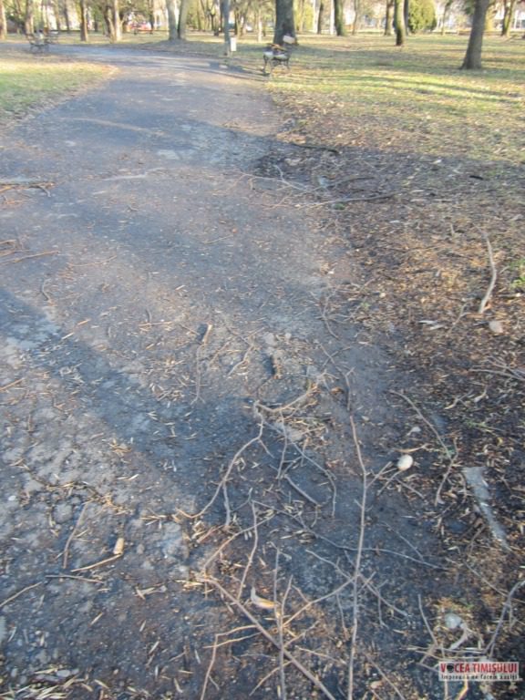 Parcul Civic din centrul Timisoarei plin de crengi rupte 6 Parcul Civic din centrul Timisoarei plin de crengi rupte 6