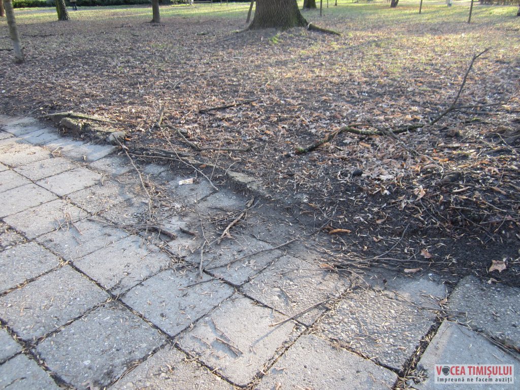 Parcul Civic din centrul Timisoarei plin de crengi rupte 7 Parcul Civic din centrul Timisoarei plin de crengi rupte 7