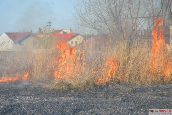 INCONȘTIENȚĂ MAXIMĂ! Cartierul Plopi din Timișoara, la un pas să SARĂ ÎN AER din cauza unei persoane care a dat foc vegetației FOTO/VIDEO