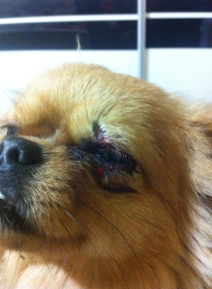 Cățeluș MUTILAT de un consilier local 1 Cățeluș MUTILAT de un consilier local 1