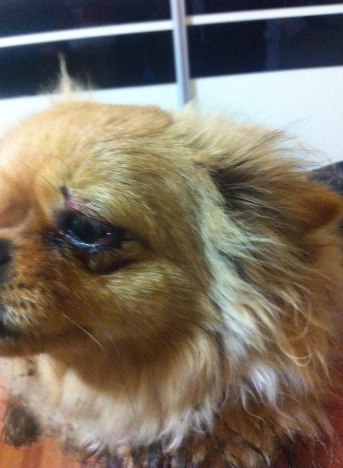 Cățeluș MUTILAT de un consilier local 4 Cățeluș MUTILAT de un consilier local 4