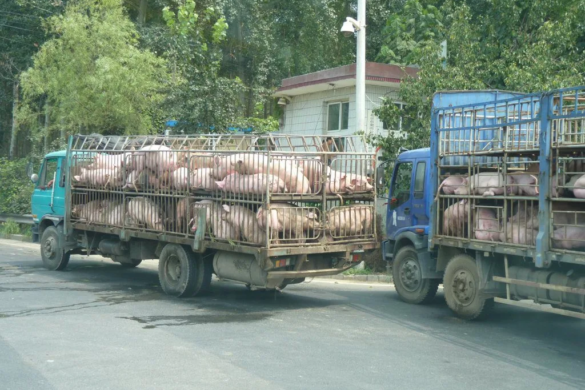 Au furat 30 de porci și s-au făcut NEVĂZUȚI! După cât timp i-au prins polițiștii din Gătaia