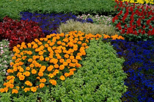 ”Orașul florilor” se pregătește de Festivalul florilor! Timișoara găzduiește prima ediție a ”Timfloralis”