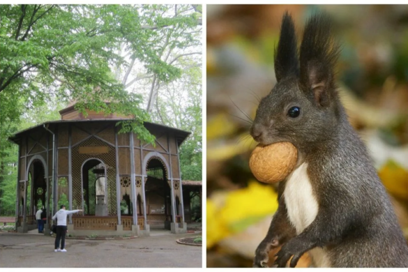 PREMIERĂ: Festivalul ”Zilele Veverițelor” de la Buziaș are loc în Parcul Central