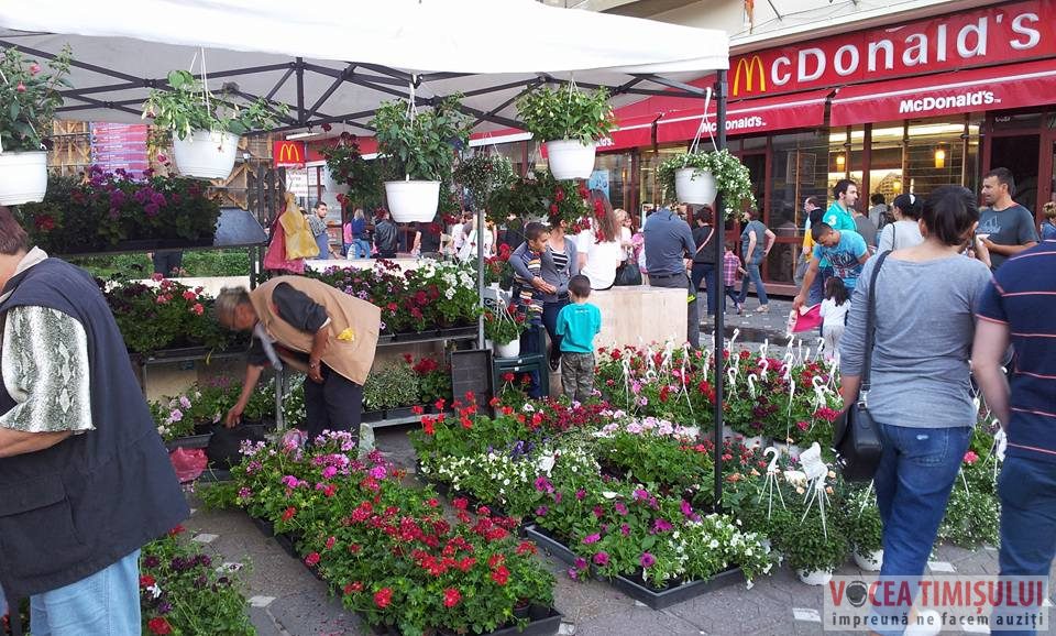 Festivalul florilor ”Timfloralis” a ajuns la ultima zi10 Festivalul florilor ”Timfloralis” a ajuns la ultima zi10